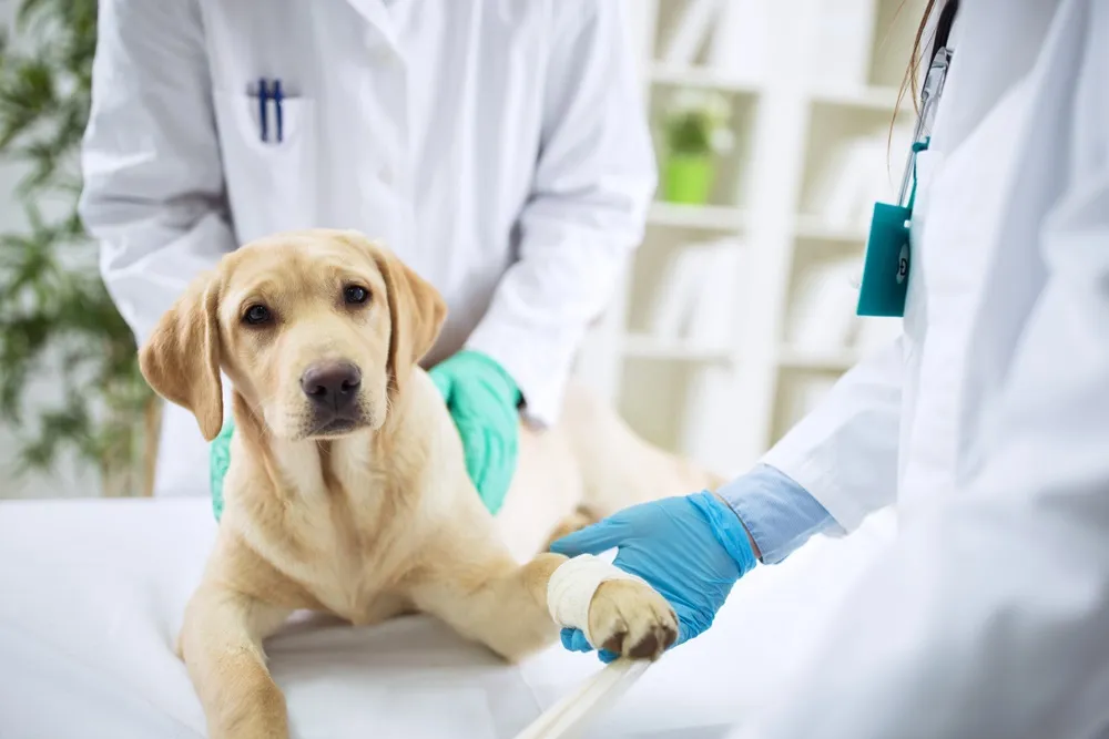 Canine Physical Therapy for a dog