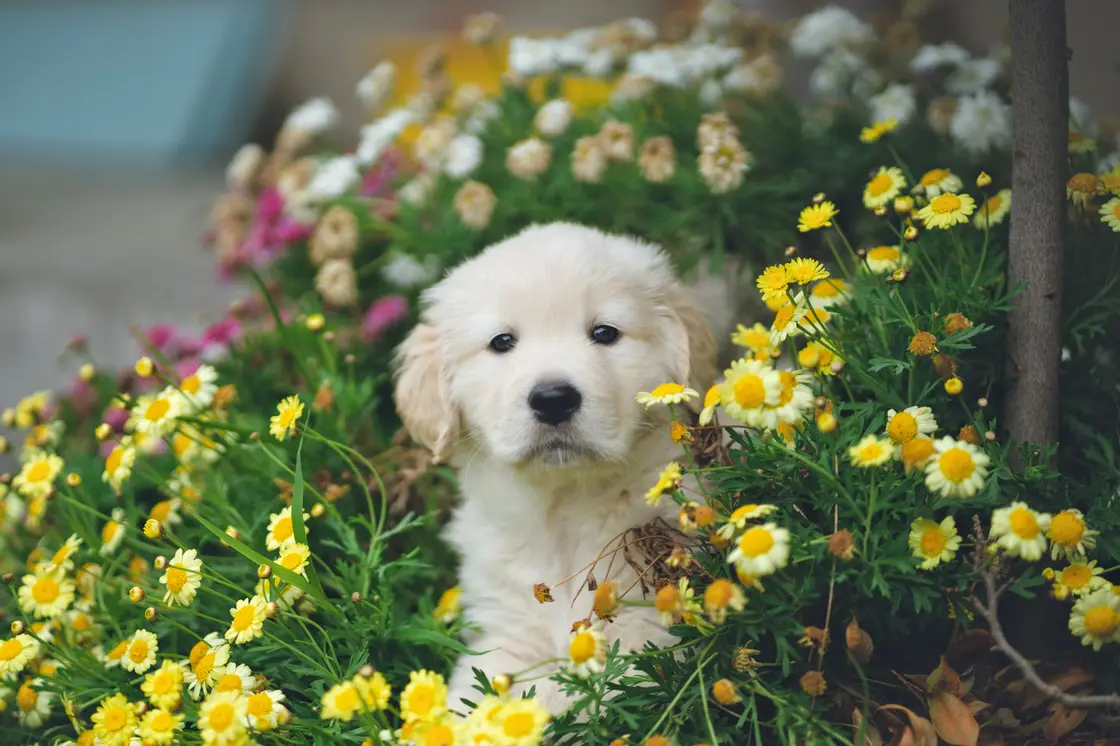 puppy in flowers