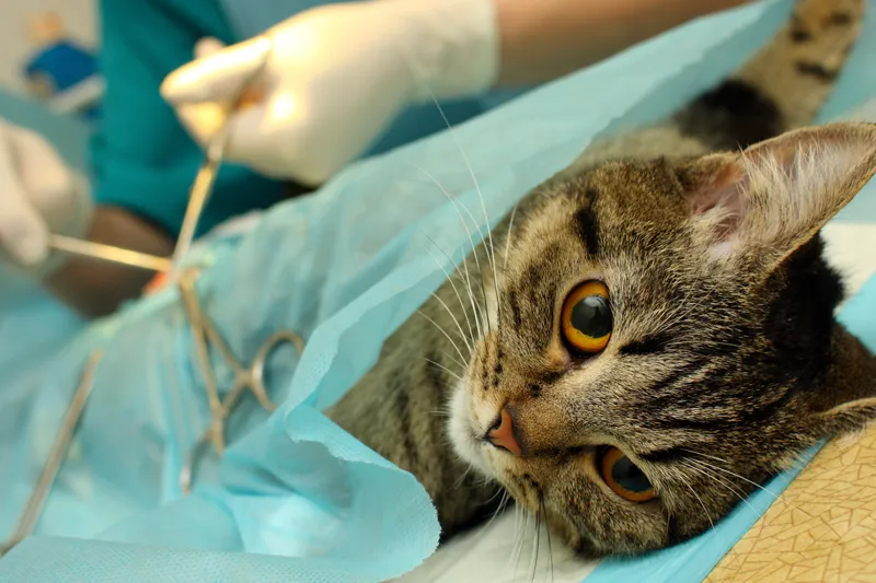 cat having a surgical procedure done