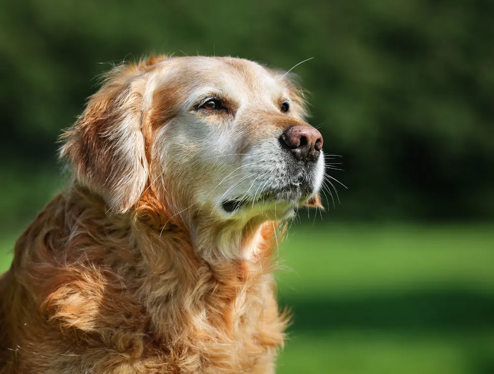 Senior Pet Wellness