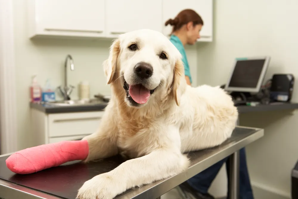 Dog with a cast at Sirius.