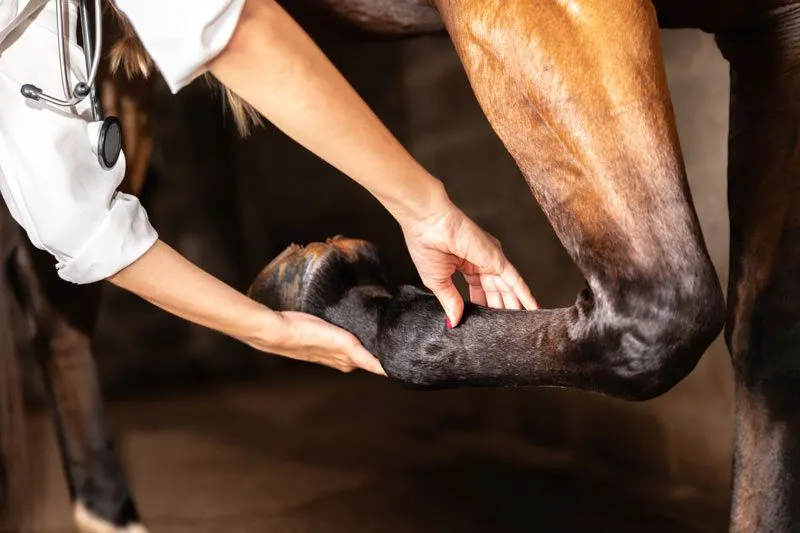 vet examing a horse's leg