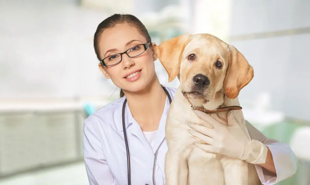 Vet in Columbus treating a Dog for heartworms