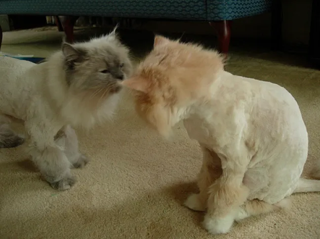 2 Cats Lion Cut