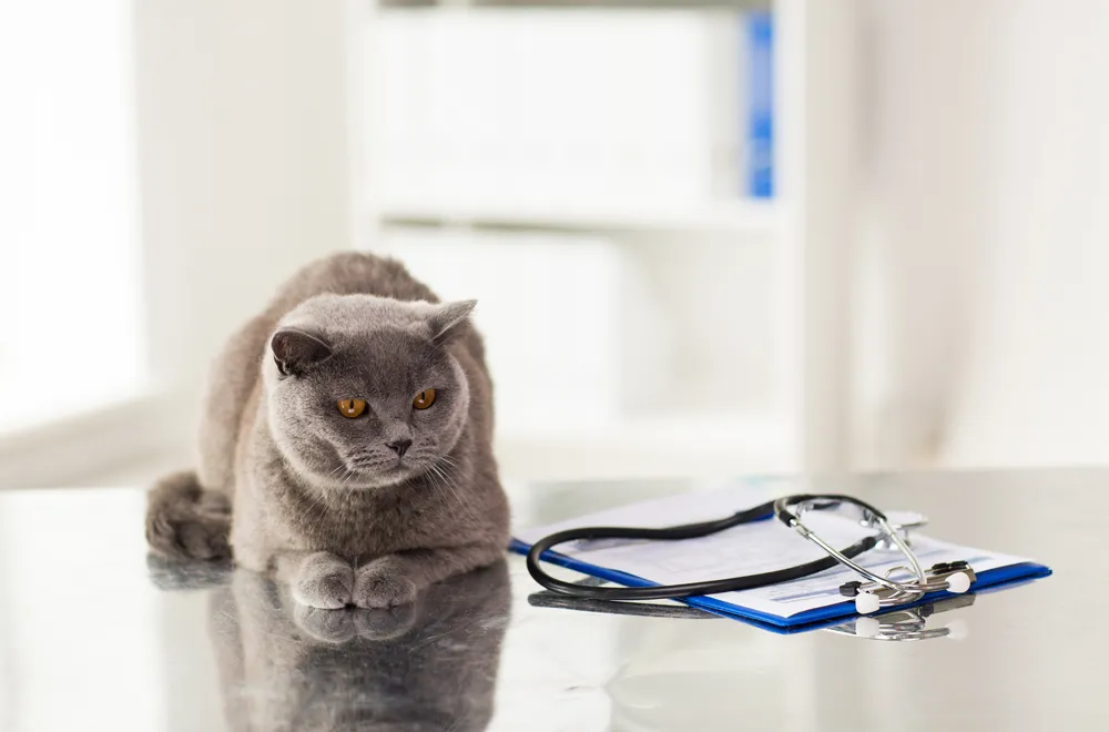 Cat at the Veterinary Clinic