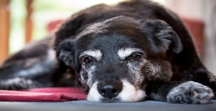 Sad senior dog