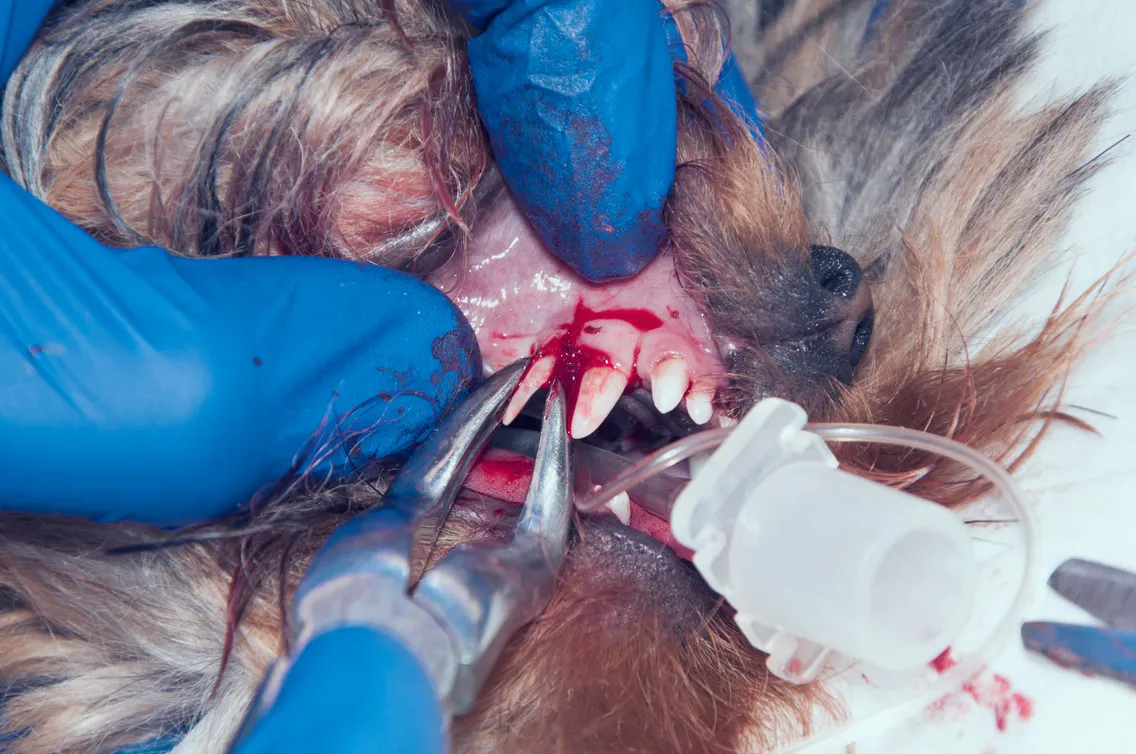 Pet Teeth Extraction