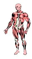 body muscles