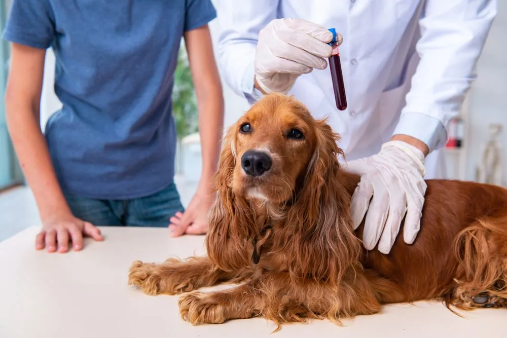 The Top Benefits of Regular Heartworm Testing for Your Pet