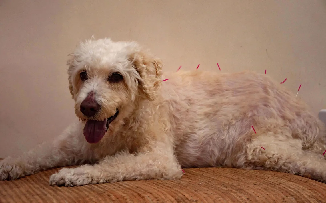 Acupuncture for animals