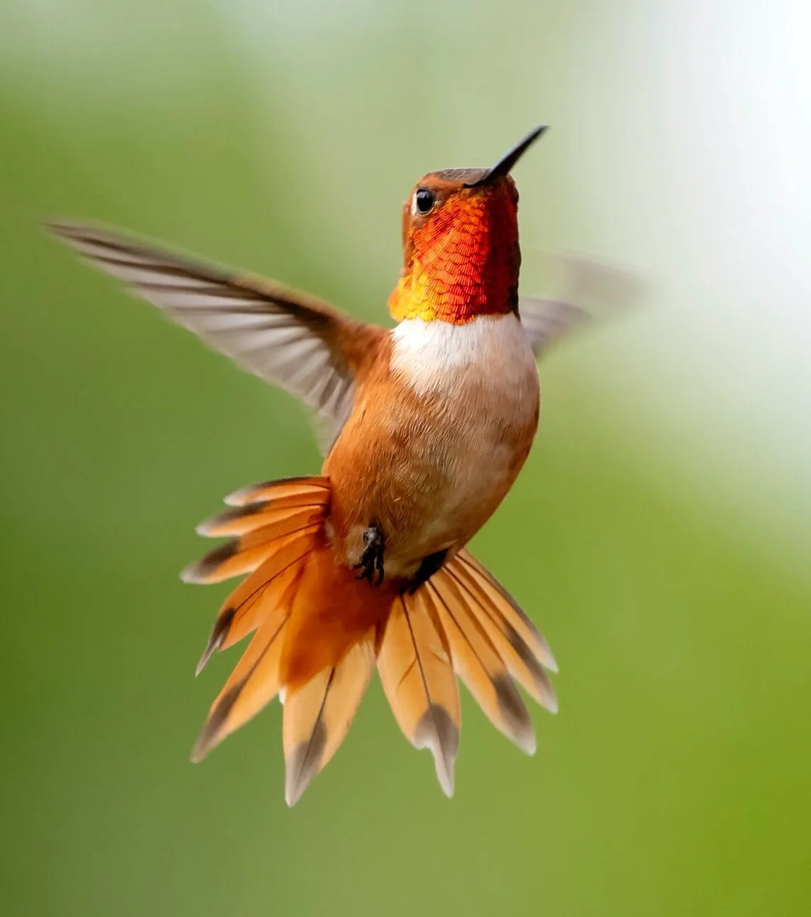 hummingbird