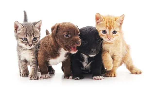 puppies and kittens