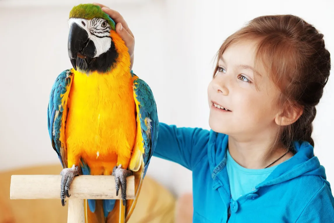 Pet Care Bird