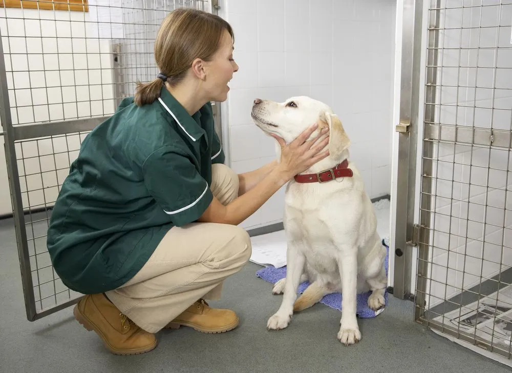 dog with a vet