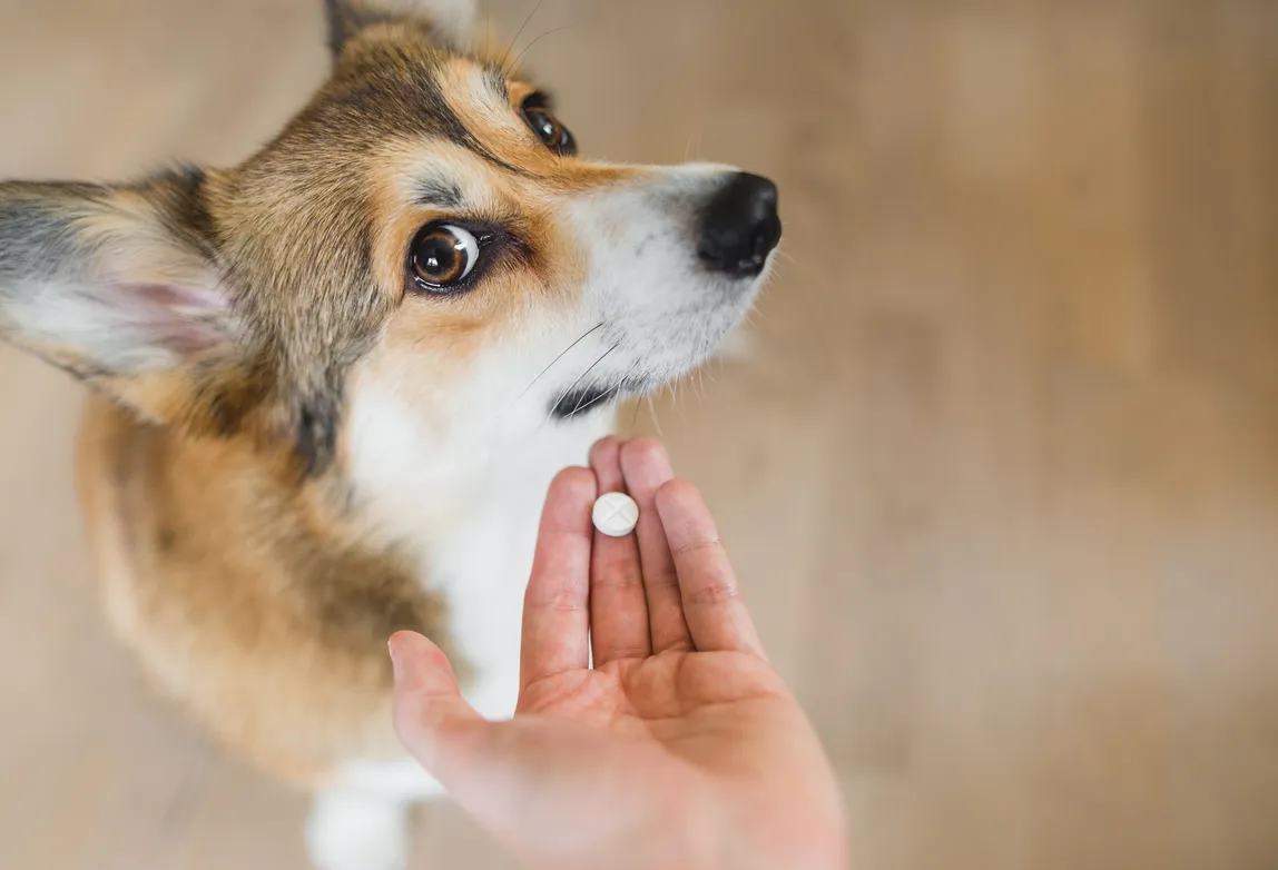 Pet pharmacy