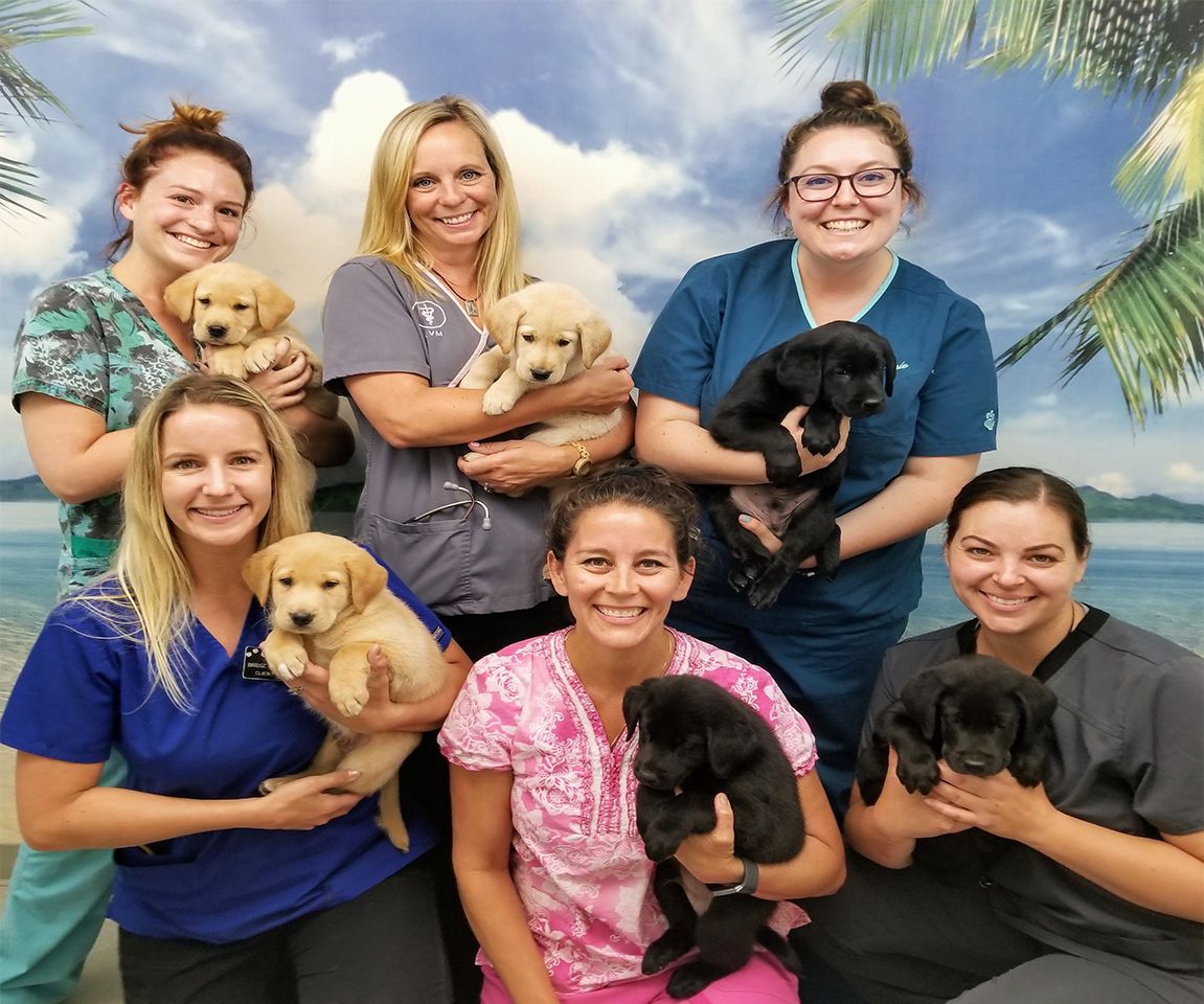 Home | Veterinarian in Pleasanton, CA | Town & Country ...