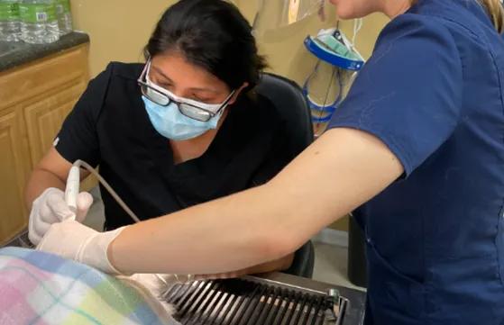 Dog getting teeth examined