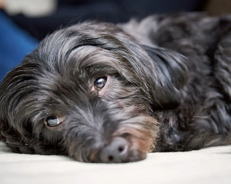 Not Just 4 Paws Animal Hospital Veterinarian in Canyon Lake CA