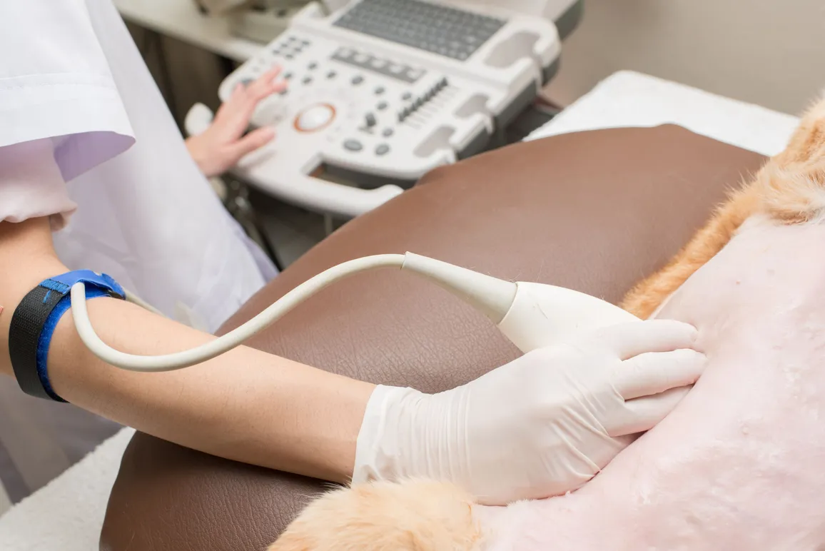 Pet Ultrasound