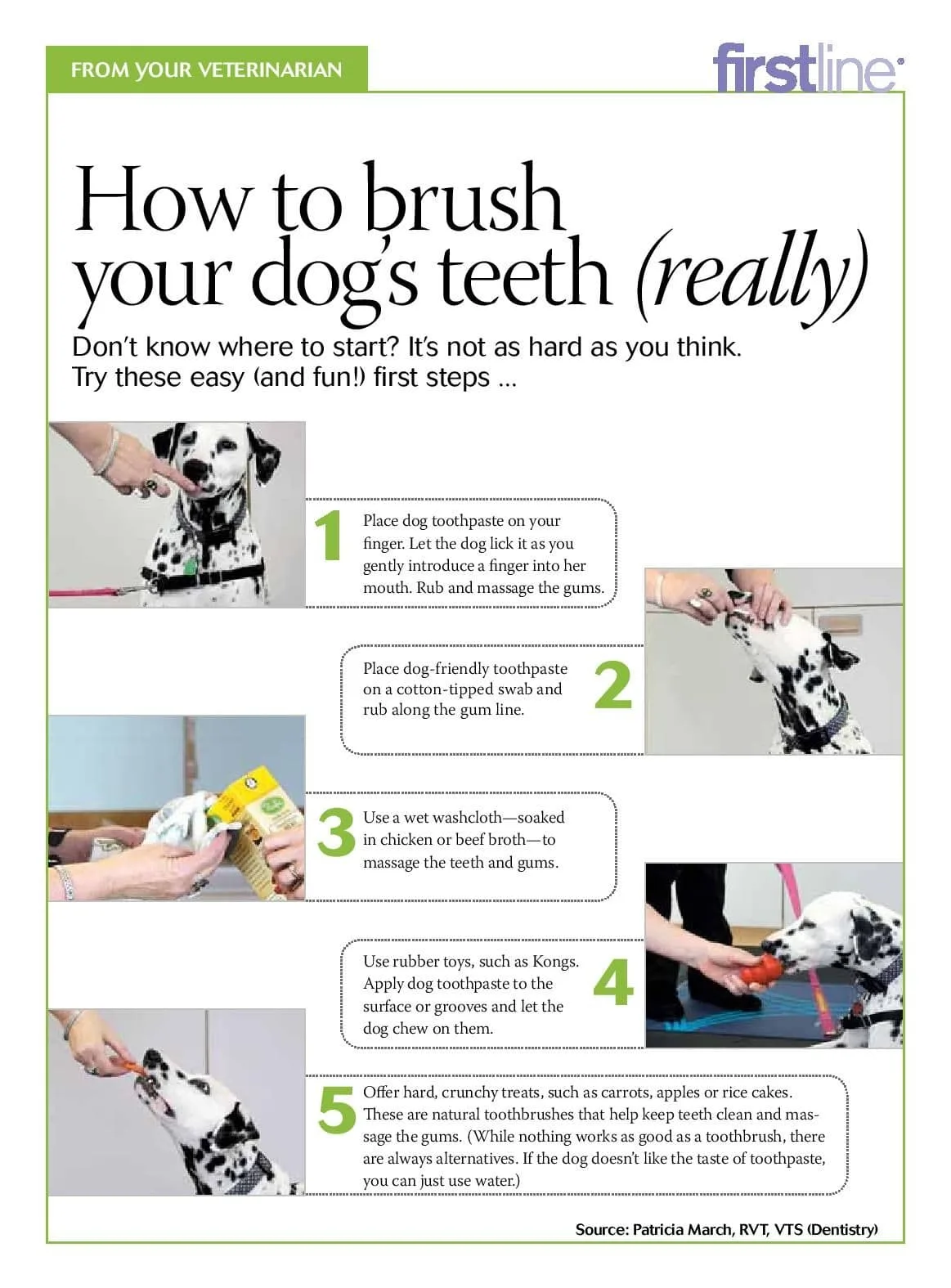Brush Your Dog's Teeth