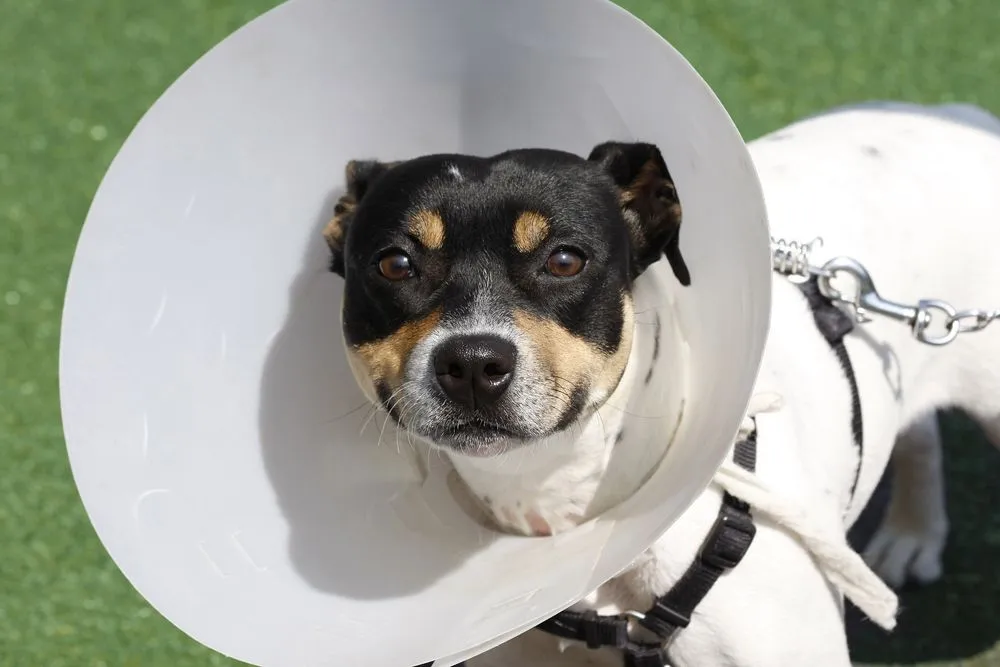 Rat terrier wearing an Elizabethan collar