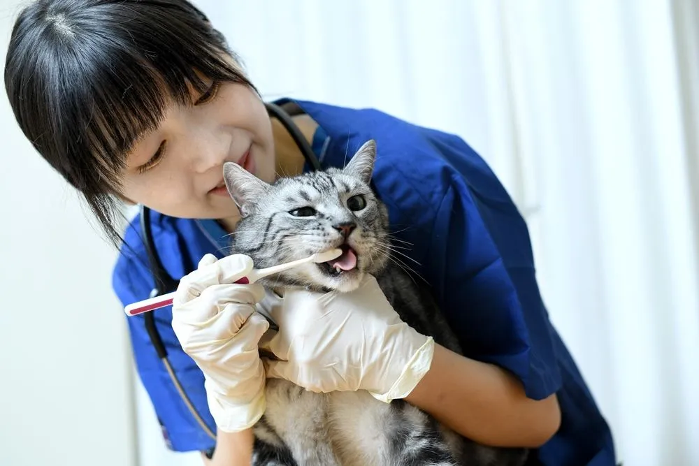 Cat Dental Care