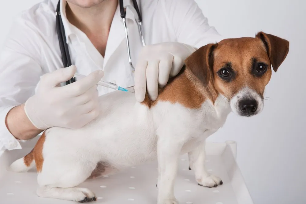 Puppy getting his vaccination shots.