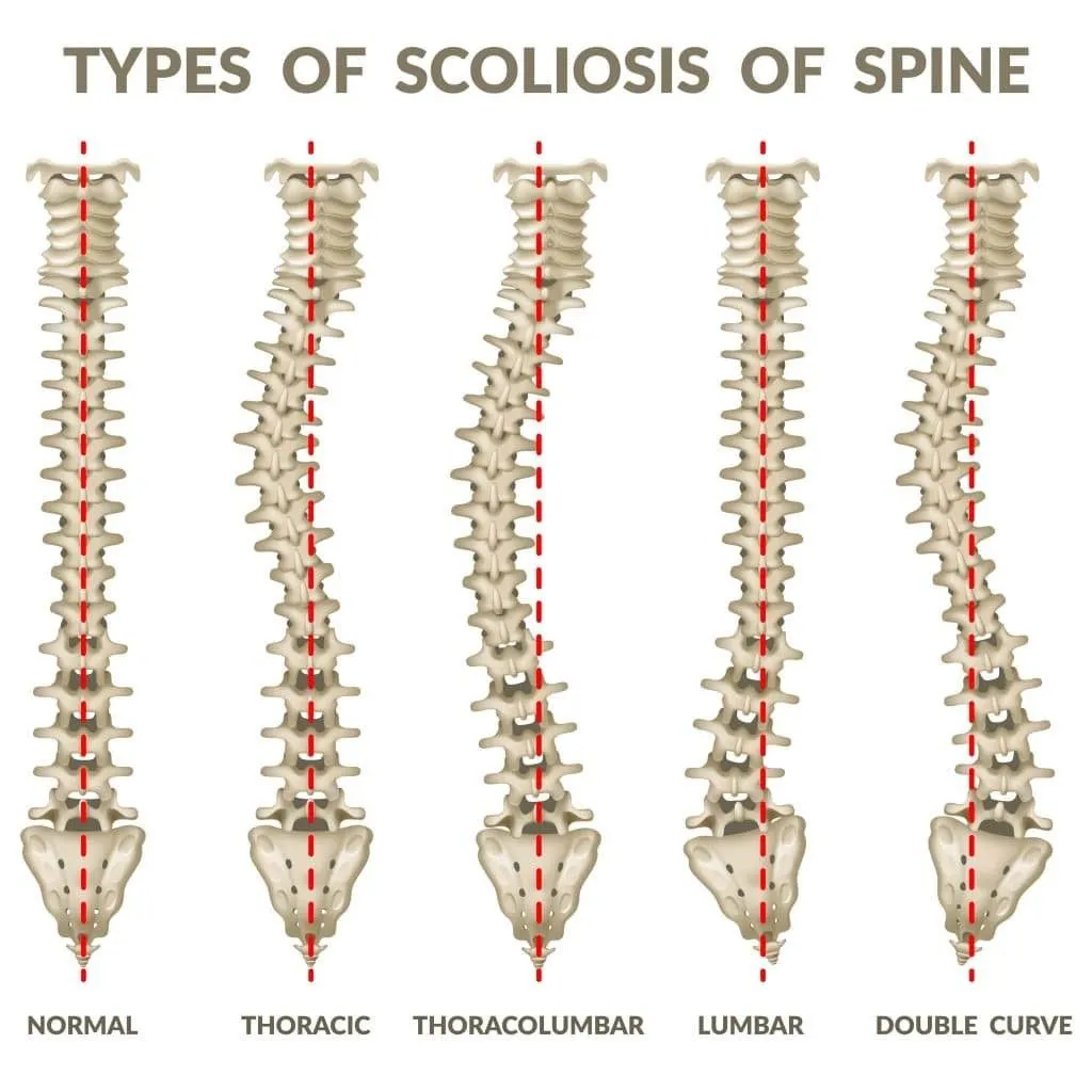 Spine