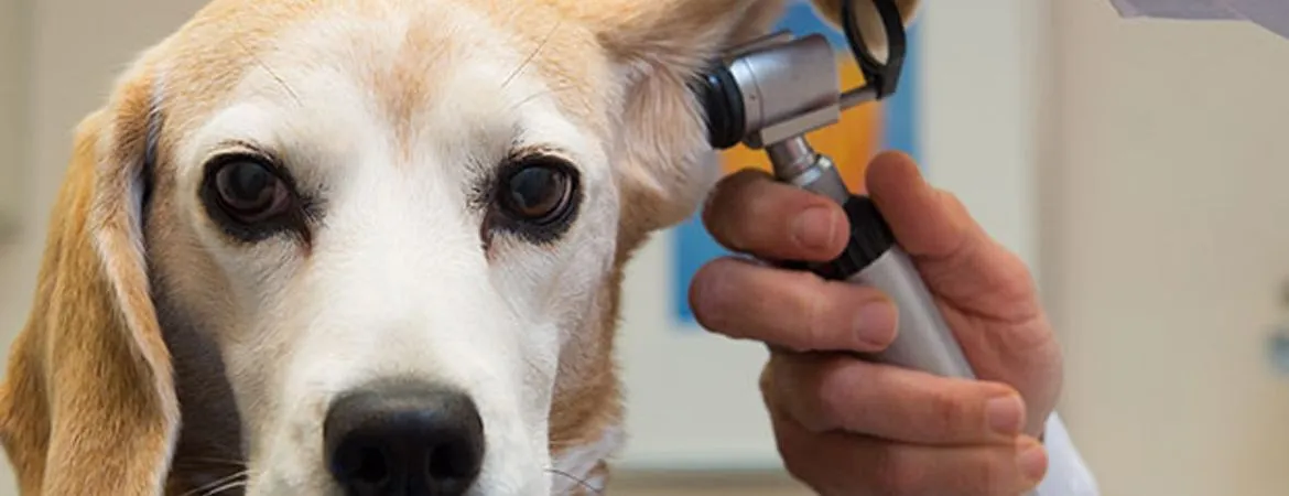 pet wellness Exam