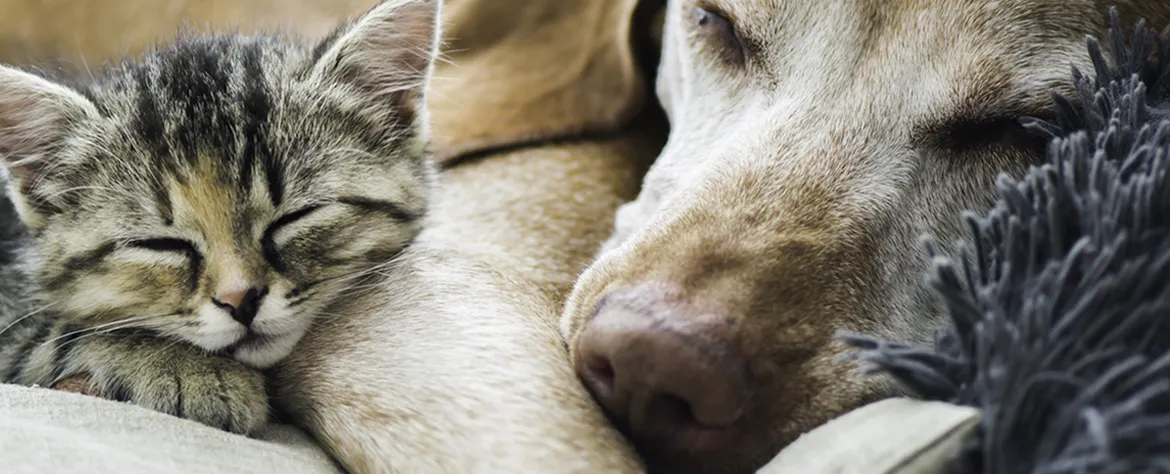 cat and dog cuddling