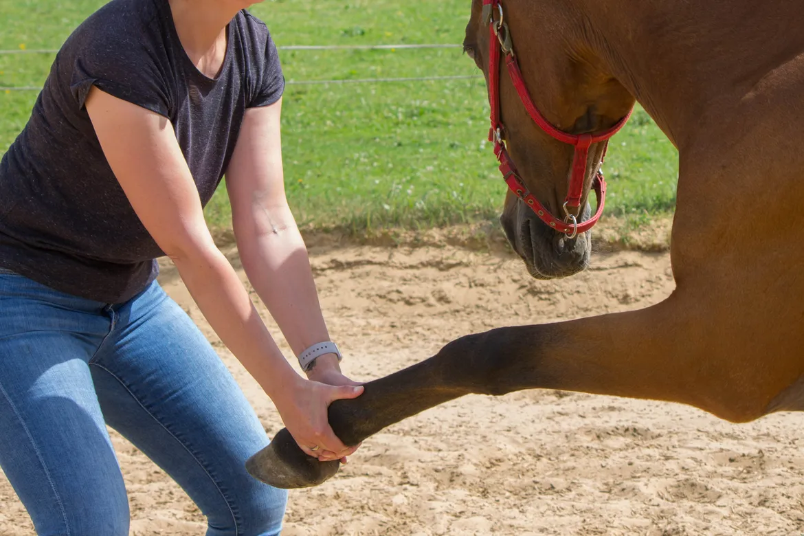 therapy for horse