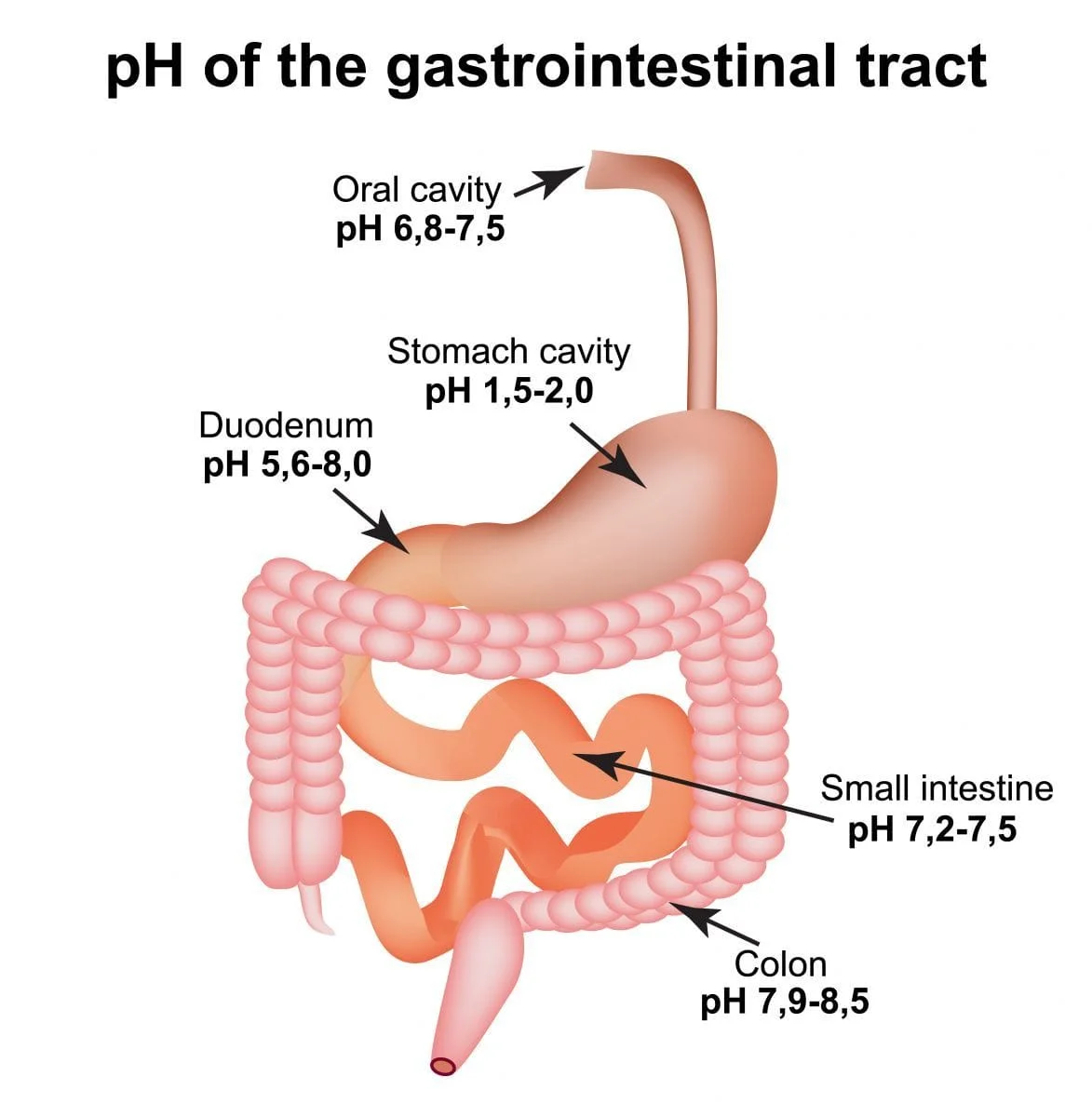 ph of gastrointestinal tract