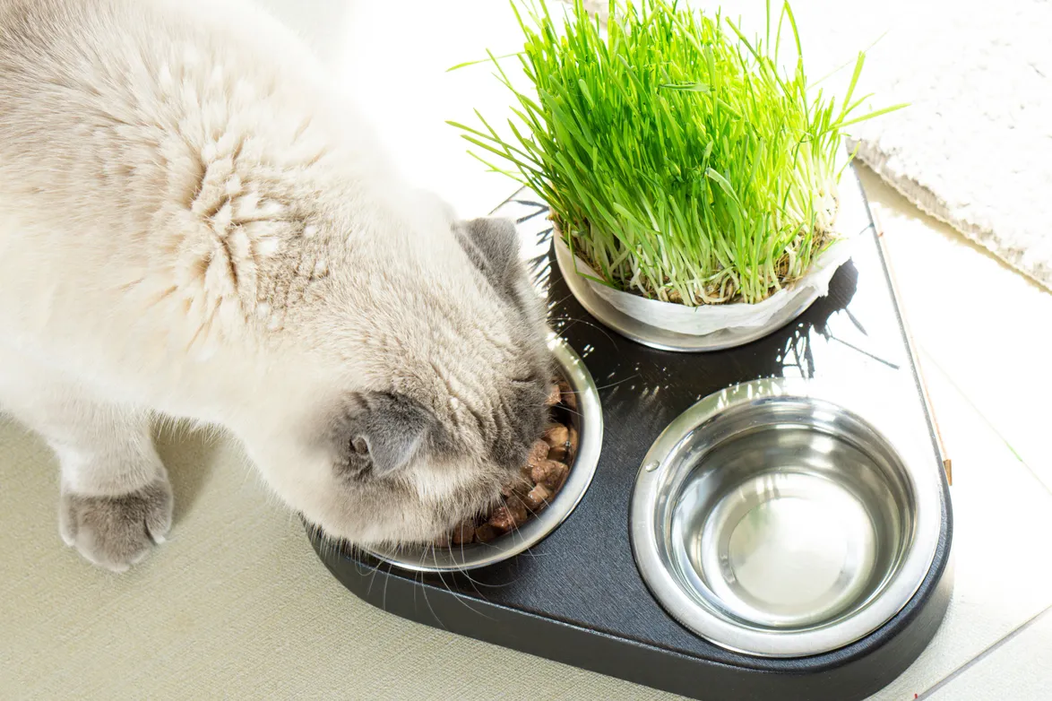 Pet Nutrition