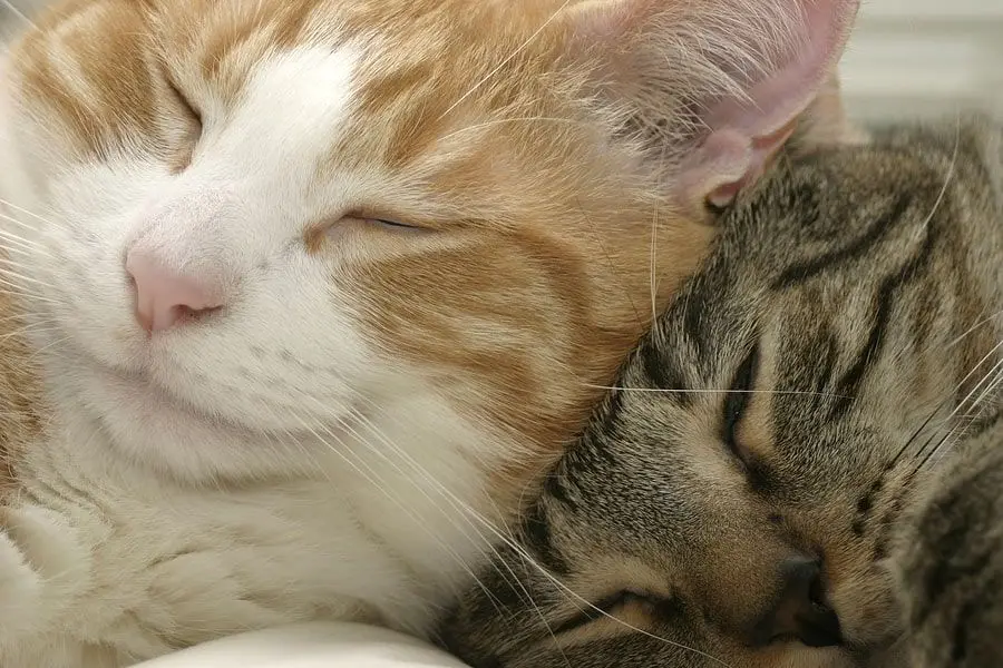 cats cuddling