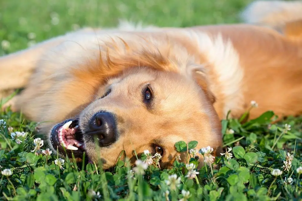 Dog rolling in flowers in Columbus.