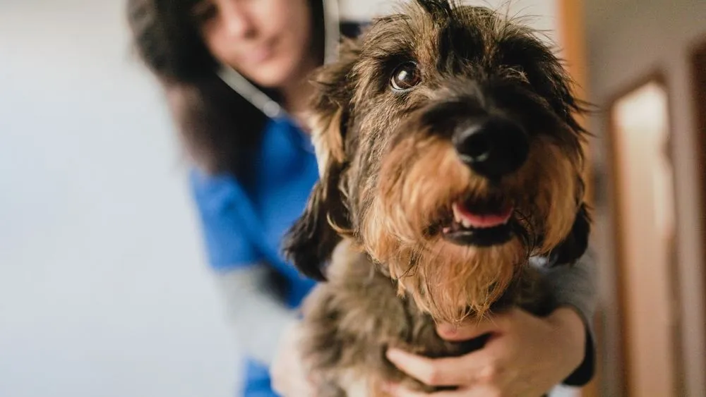 Understanding Your Vet?s Treatment Plan for Your Older Pet