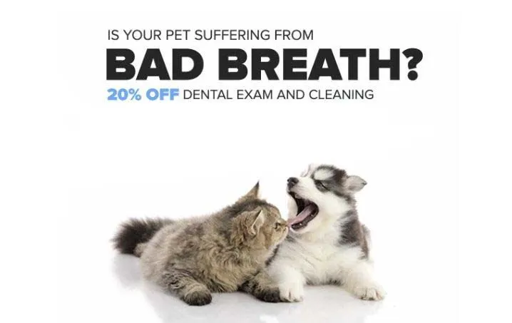 dental promo