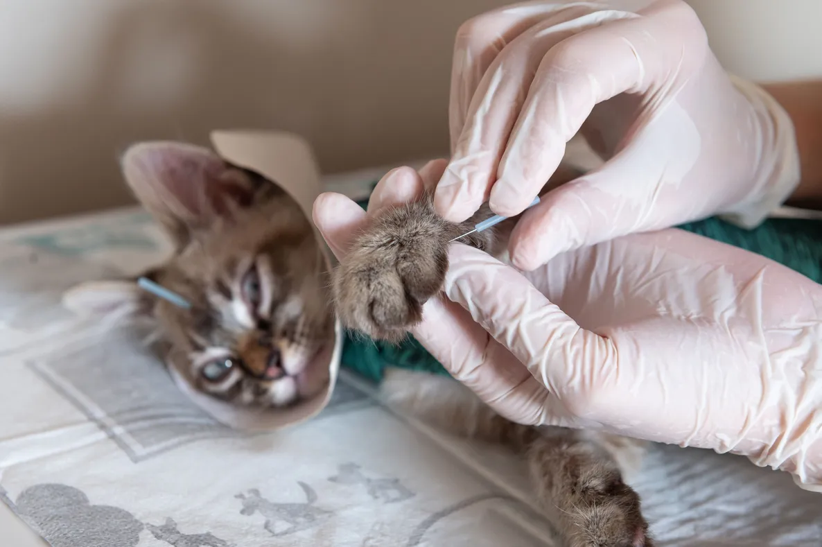 Cat Acupuncture