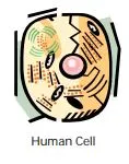 human cell