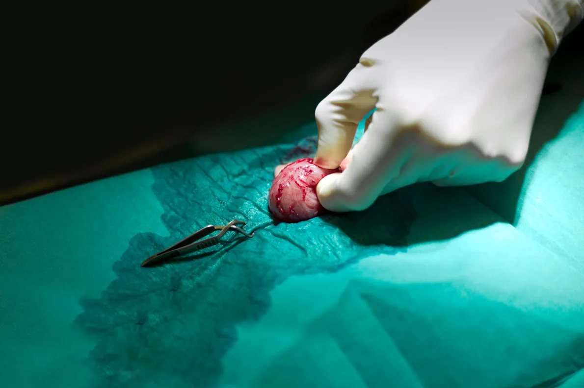 Pet Surgery, Palm Harbor, FL: A Complete Parent’s Guide to Surgical Care