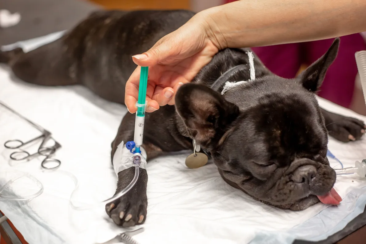 Pet Anesthesia