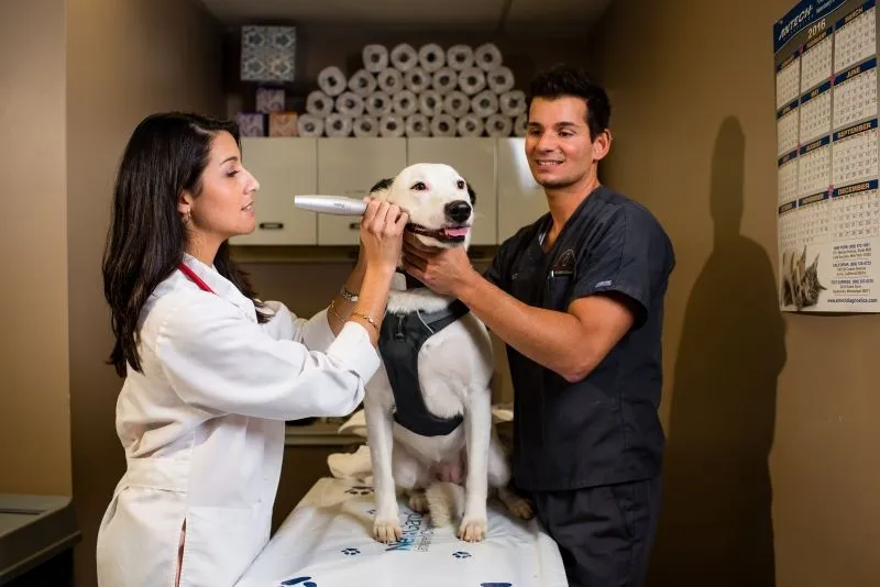 Dr. Pribula using the Cryoprobe