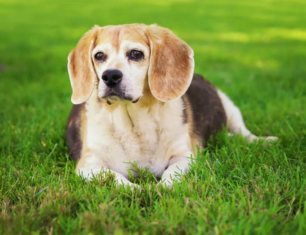 a dog lying on the grass