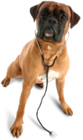 veterinarian_dog.png