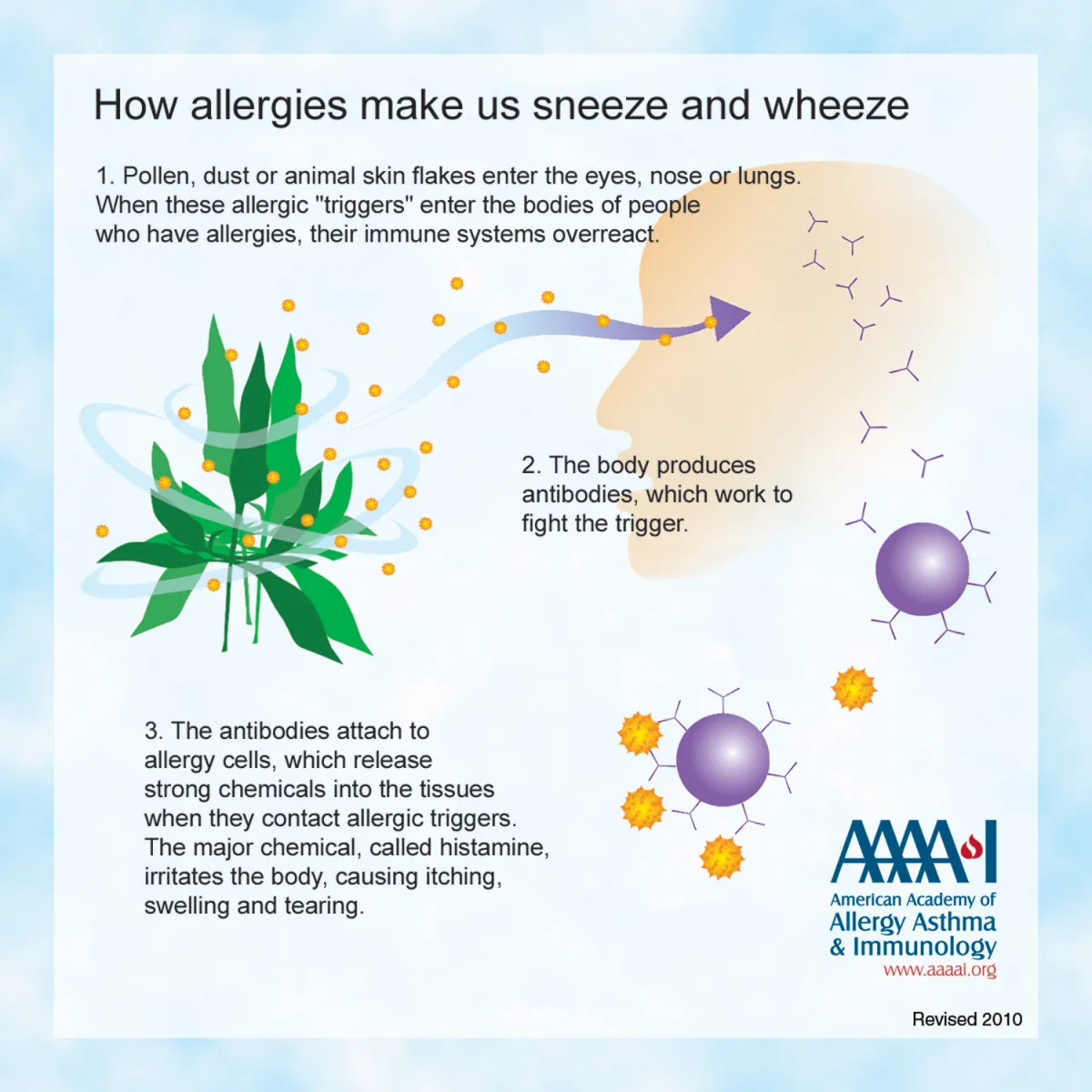 Pollen Allergy  Allergy & Asthma Network