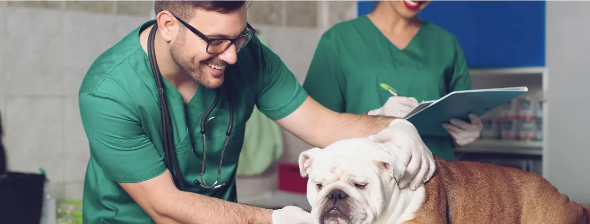 male vet wearing green with bulldog