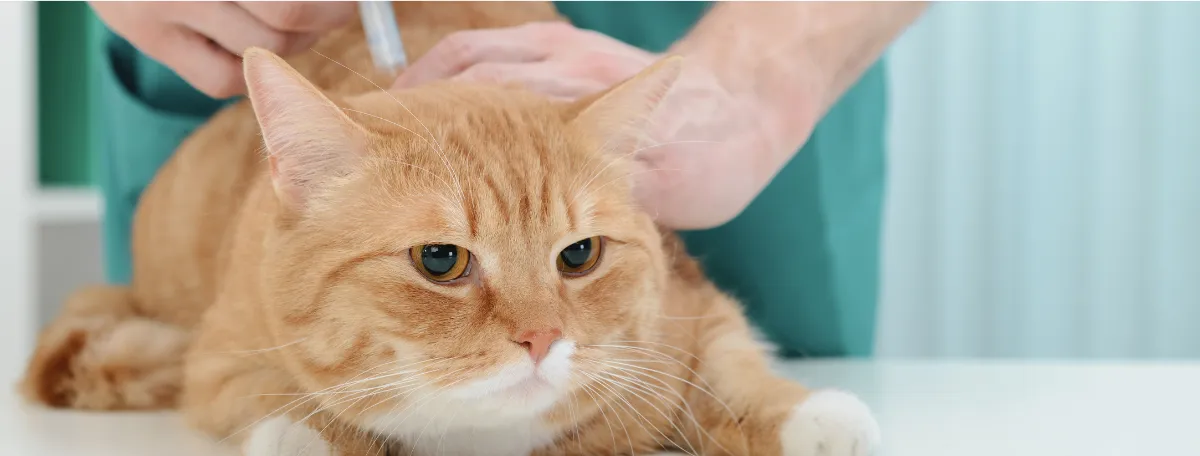 cat getting vaccine
