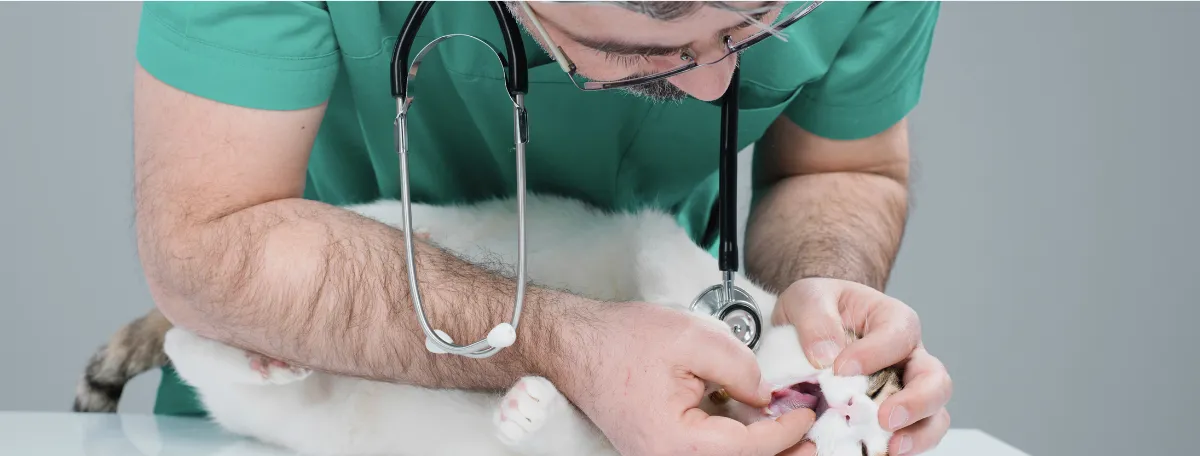 male vet with cat looking at teeth