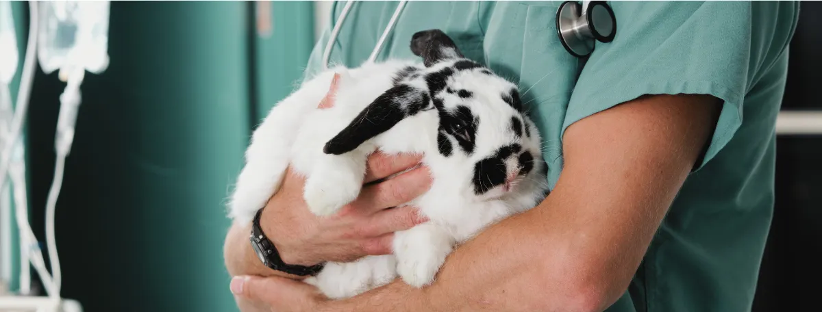 vet with bunny