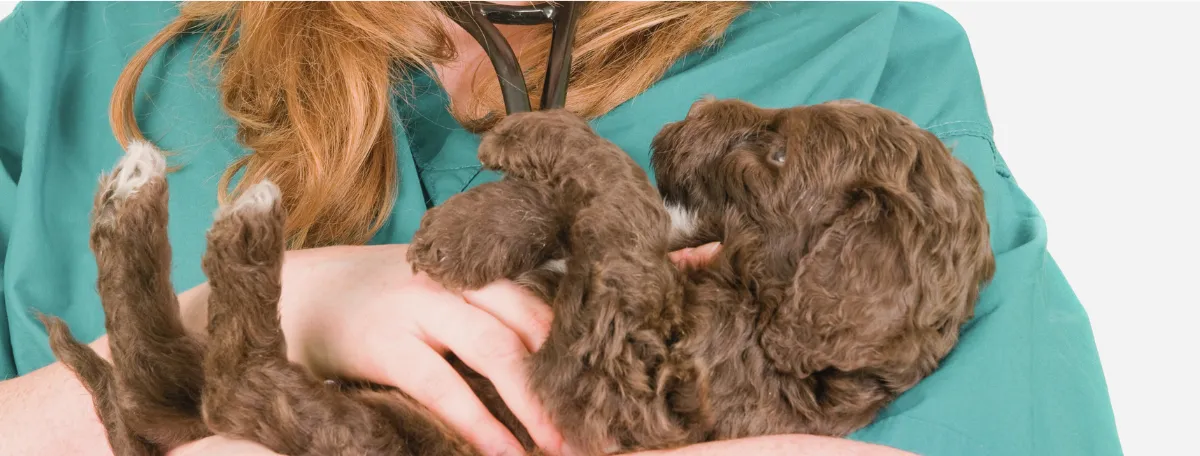 female vet holding curly brown dog